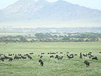 Mud Maps Africa Serengetti NP 1982.JPG